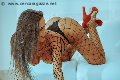 Foto Alessandra Fogaca Annunci Trans Palermo 344 7995574 - 28