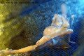 Foto Alina Ranieri Annunci Escort Rieti 366 4350868 - 37