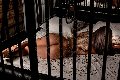 Foto Bruna Xxl Annunci Transescort Parma 329 5914684 - 55