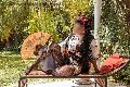 Foto Diana Ferraz Annunci Transescort Firenze 327 1287566 - 59