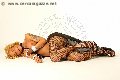 Foto Robby Annunci Transescort Roma 333 6677555 - 4